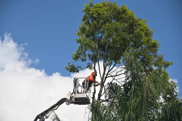 Trusted Aberdeen, NC Tree Removal Services Experts