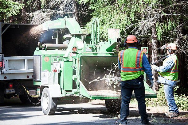 How Our Tree Care Process Works  in  Aberdeen, NC